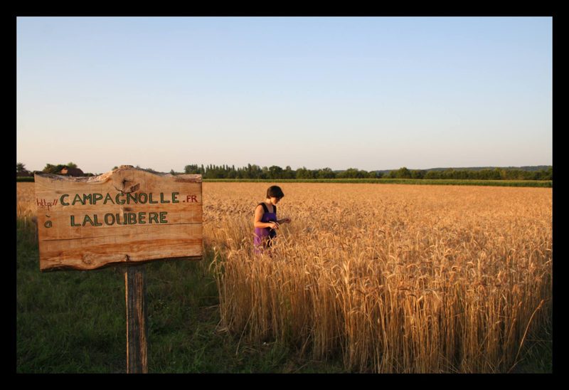 Champ de blé à Laloubère, panneau Campagnolle